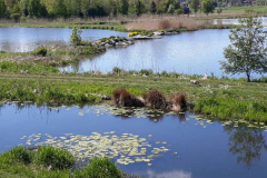 110314368_2589750051274171_1139957459619913992_n